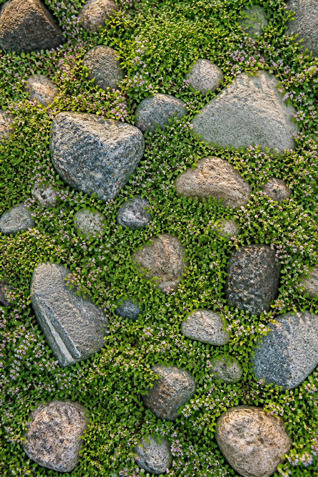 Rock garden featuring creeping thyme among stones.