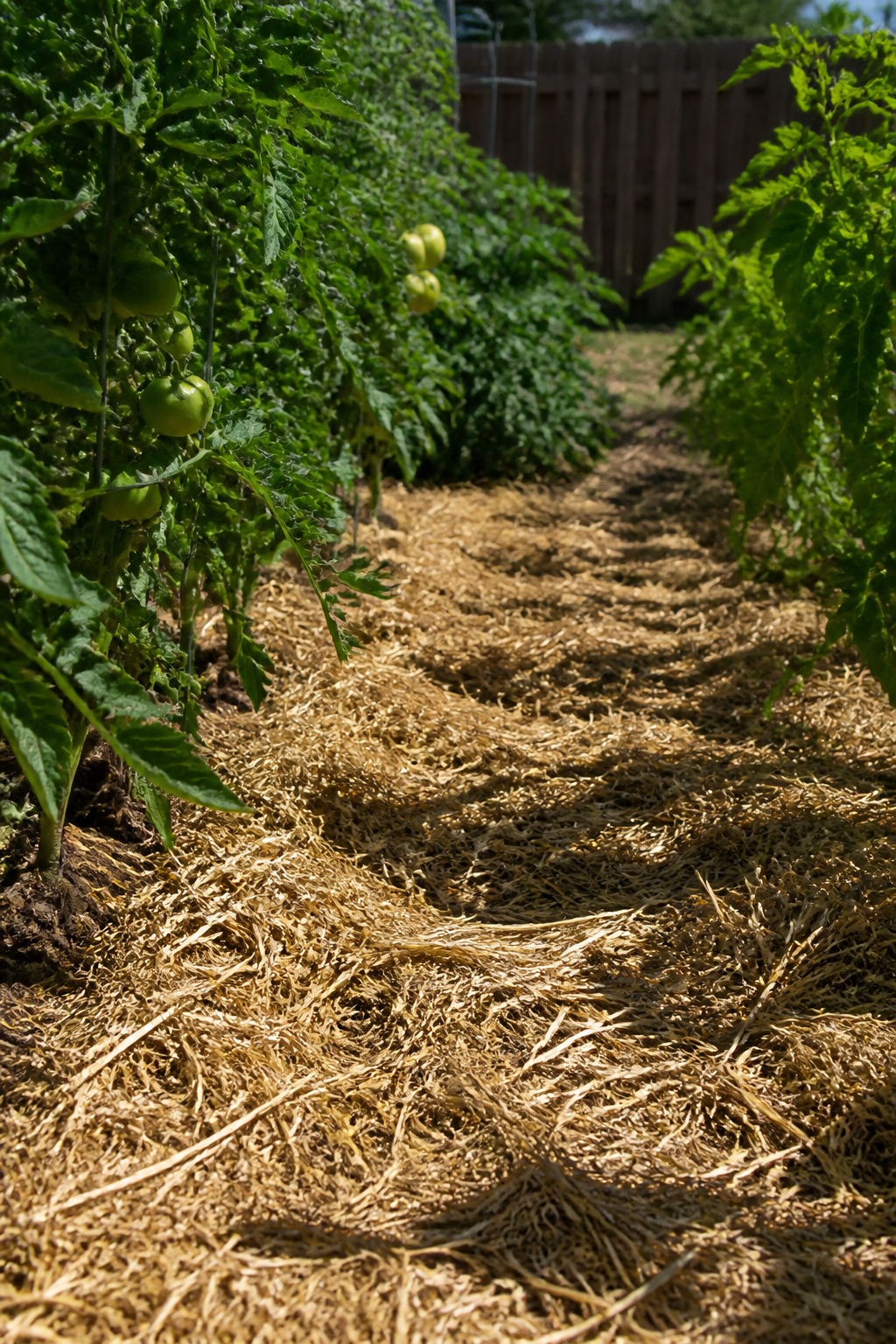 A tomato garden with loose soil covered by straw mulch.